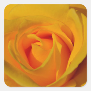 Sticker Carré Elégante photo de Rose Jaune