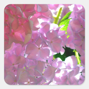 Sticker Carré Elégantes fleurs roses rose fleurie rose hydrangée