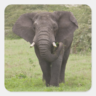 Sticker Carré Élémentaire Tanzanie Éléphant dans le cratère de N