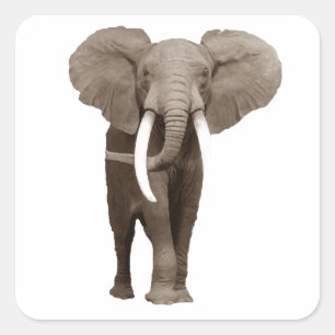 Sticker Carré Eléphant
