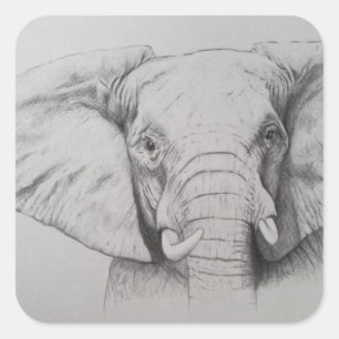 Sticker Carré Elephant 2011