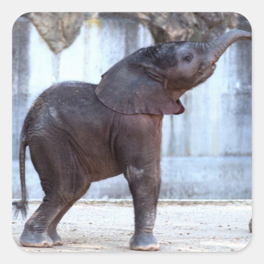 Sticker Carré Eléphant bébé (Devant)