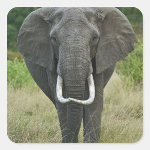 Sticker Carré Éléphant d'Afriquen loxodonta, Masai Mara Game