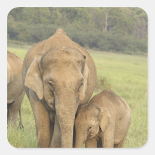 Sticker Carré Éléphant indien / asiatique et jeune, Corbett