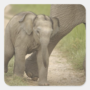 Sticker Carré Éléphant indien / asiatique et jeune, Corbett 2