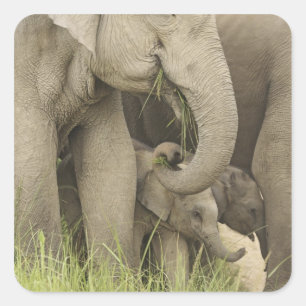 Sticker Carré Éléphant indien / asiatique et jeune, Corbett 3