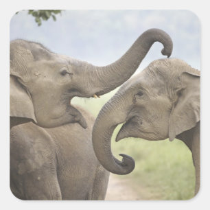 Sticker Carré Éléphants asiatiques indiens jouent à se battre