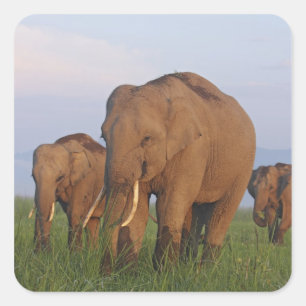 Sticker Carré Éléphants indiens dans la prairie