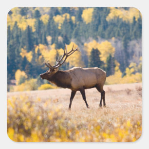Sticker Carré Elk in Rocky Mountain National Park, Colorado