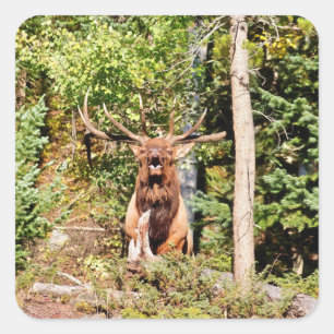 Sticker Carré Elk mâle dans le parc national des Rocheuses