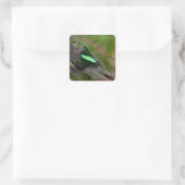 Sticker Carré Emerald Swallowtail (Sac)