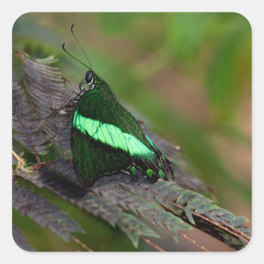 Sticker Carré Emerald Swallowtail (Devant)