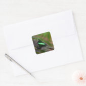 Sticker Carré Emerald Swallowtail (Enveloppe)