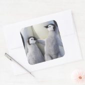 Sticker Carré Empereur Pingouin (Enveloppe)