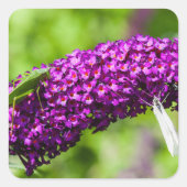 Sticker Carré énergie katydone (Devant)