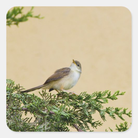 Sticker Carré Épervier (Devant)