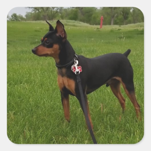 Sticker Carré Épingle (Devant)