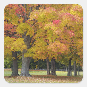 Sticker Carré Érables en couleurs d'automne, près de Concord,