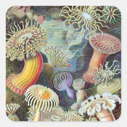 Sticker Carré Ernst Haeckel Kunstformen der Natur Actiniae (Devant)