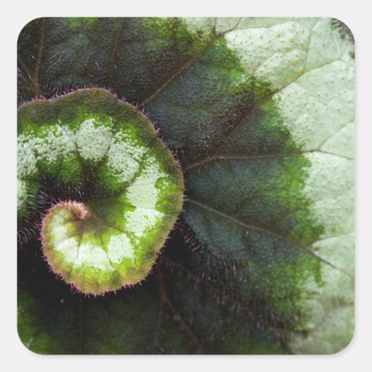 Sticker Carré Escargot Begonia Leaf (Devant)