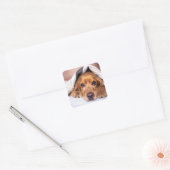 Sticker Carré Espagnol de cocaïer anglais, Chien, Chiot (Enveloppe)
