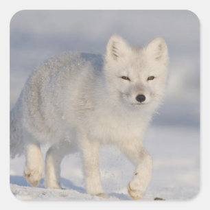Sticker Carré États-Unis, Alaska, 1002 Plaine côtière de l'ANWR.
