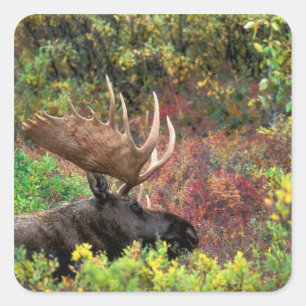 Sticker Carré États-Unis, Alaska, Parc national Denali, Orignal
