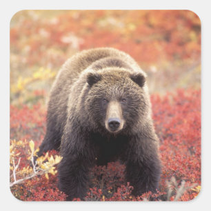 Sticker Carré États-Unis, Alaska, Parc national Denali, ours gri