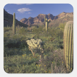 Sticker Carré États-Unis, Arizona, Monument national d'Organ Pip