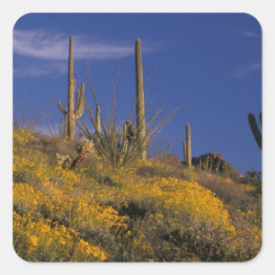 Sticker Carré États-Unis, Arizona, Organ Pipe Cactus National 2