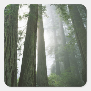 Sticker Carré États-Unis, Californie, Parc national de Redwood,