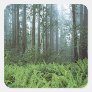 Sticker Carré États-Unis, Californie, Parc national de Redwood. 