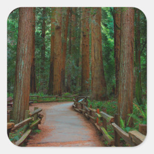 Sticker Carré États-Unis, Californie. Sentier parmi les séquoias