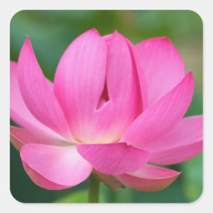 Sticker Carré États-Unis; Caroline du Nord; Fleur de lotus