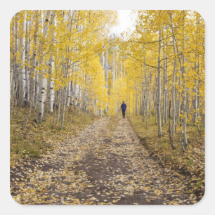 Sticker Carré États-Unis, Colorado, près de la forêt nationale d