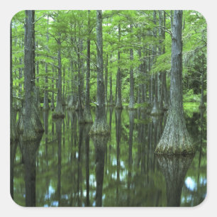 Sticker Carré États-Unis, Floride, Forêt nationale d'Apalachicol