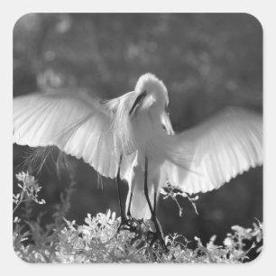 Sticker Carré États-Unis, Floride, Grande Aigrette (Ardea alba)