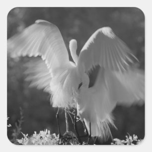 Sticker Carré États-Unis, Floride, Grande Aigrette (Ardea alba)