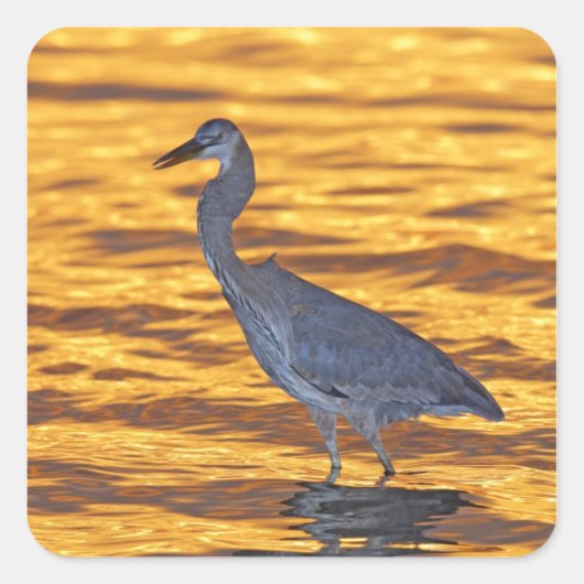 Sticker Carré États-Unis, Floride, Saint-Pétersbourg, Fort De So (Devant)