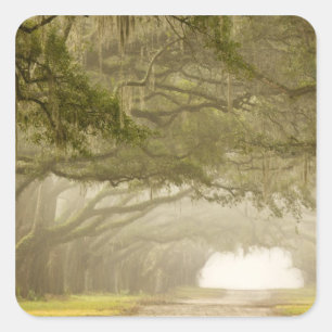 Sticker Carré États-Unis, Géorgie, Savannah, Une route bordée