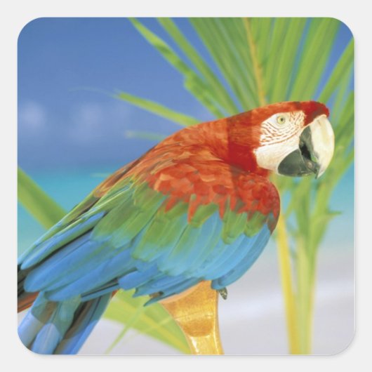 Sticker Carré États-Unis, Hawaï. Perroquet (Devant)