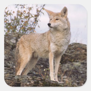 Sticker Carré États-Unis, Montana, Kalispell. Coyote à Triple D