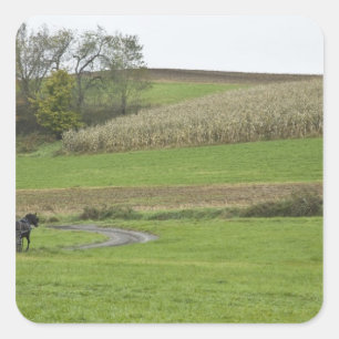 Sticker Carré États-Unis, nord-est de l'Ohio. Buggy amish dans u