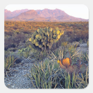 Sticker Carré États-Unis, Texas, Big Bend NP. Un crépuscule rose