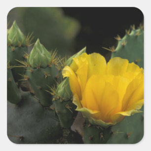 Sticker Carré États-Unis, Texas, Cactus d'opuntia en fleurs.