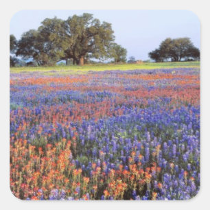 Sticker Carré États-Unis, Texas, Llano. Bluebonnets et redbonne