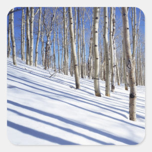 Sticker Carré États-Unis, Utah, forêt nationale de Dixie, Aspen