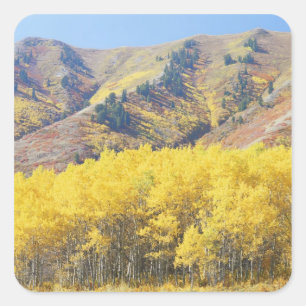 Sticker Carré États-Unis, Utah, Forêt nationale de Wasatch-Cache