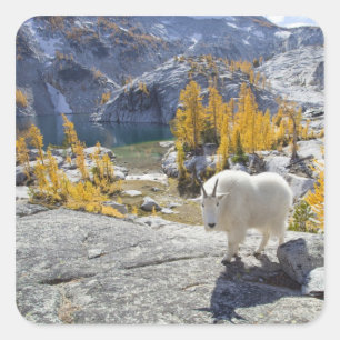 Sticker Carré États-Unis, WA, Alpine Lakes WIlderness Enchantmen