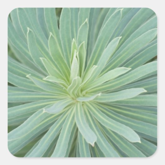 Sticker Carré États-Unis, Washington, Bellevue, Bellevue Botaniq (Devant)